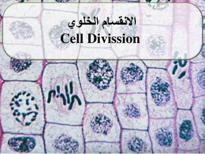 Cellular Division