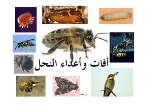 19 افات واعداء النحل احمد الغامدي