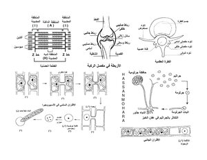 Biology Drawings 2016