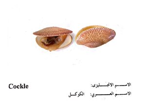 اسماك
