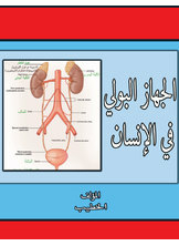 Urinary System In Humans