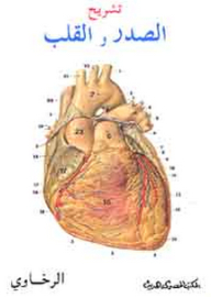 Anatomy Of The Chest And Heart (bilingual; Arabic-english)
