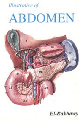 Abdominal Anatomy