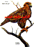 The Shepherd And The Eagle