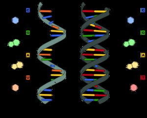 Protein Synthesis
