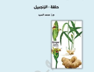 زراعة الزنجبيل فى المنزل او الحديقة المنزلية