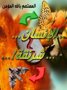 الإنسان شرنقة!.. الكتاب الذي يزيدك روحانيةً بإذنه تعالى!