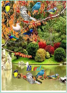 Birds