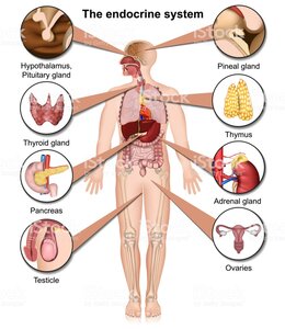The Endocrine System