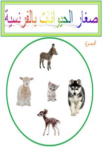 Baby Animals In French