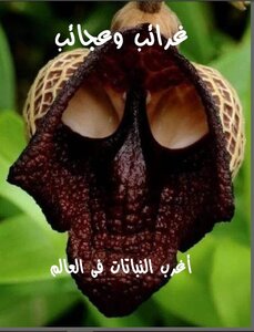 غرائب وعجائب - الجزء السابع