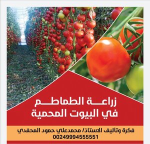 Growing Tomatoes In Greenhouses
