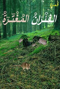 الفئران المغترة
