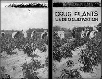 Drug Plants Under Cultivation