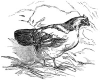 The Fox and the Geese; and The Wonderful History of Henny-Penny