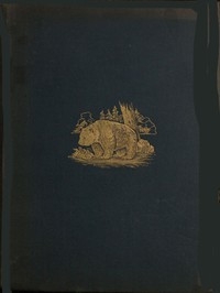 The Romance of the Woods