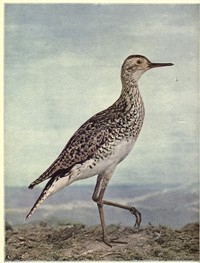 Birds Illustrated By Color Photography, Vol. 3, No. 4.