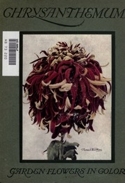 Chrysanthemums