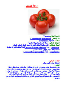 Tomato Cultivation