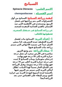 نبات السبانخ
