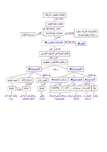 5 النشاط 3تفاعلات المرحلة الكيمو ضوئية