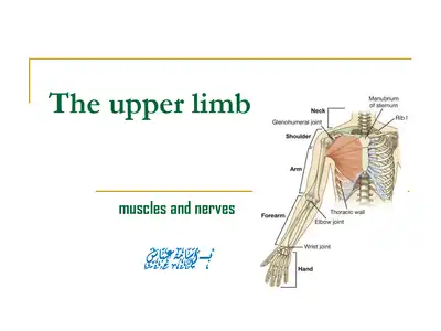 Upper Limb