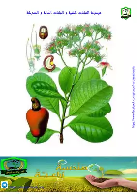 موسوعةالنباتات الطبية والنباتات السامةوالمسرطنة  ارض الكتب