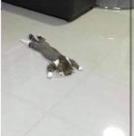 نسمه مالك 