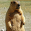 Marmot Marmot
