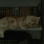 شهد عبار 