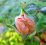 Hadil Rose