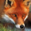 FOX 1