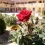 حسين ابوعبيدة