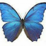 وصال فراشة 