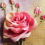 jasmine rose