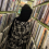 The publisher is the author