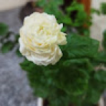 سيد مناف المفرجاوي