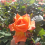mostafa