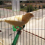 birds lifestyle
