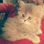نيللي العطار 