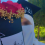 Rawan Rostom