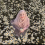 Shaima Osman