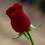 عبدالكريم قاسم طارش