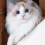 THE KITTU