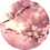 haro.chan.99