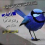 ابراهيم الشوين