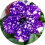 طلحة الصيام