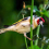 good finch nicely roolang