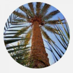 أبو المجد الزهري