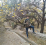 Tarek Mebarki